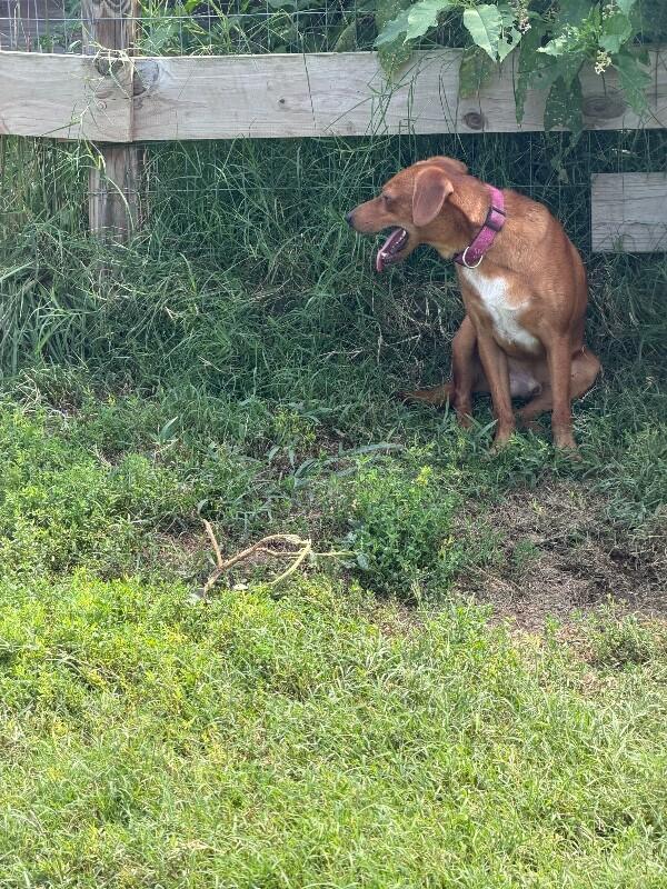 Enlarge Legs, a Adoptable mixed breed in Partlow, VA image 2/6