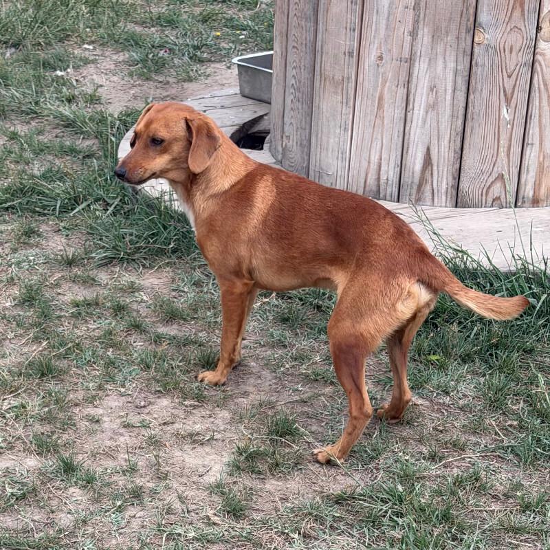 Enlarge Legs, a Adoptable mixed breed in Partlow, VA image 3/6