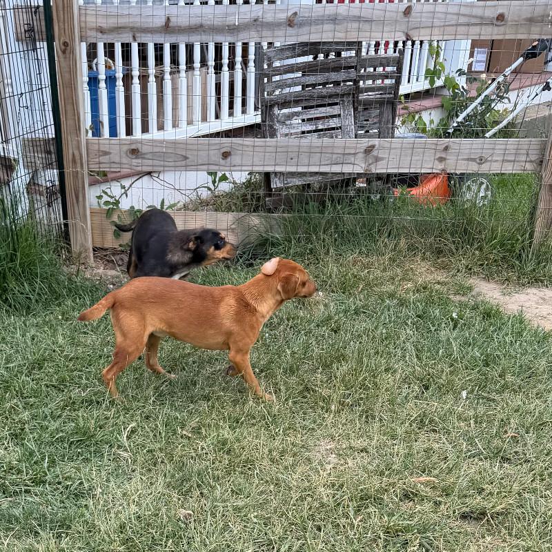 Enlarge Legs, a Adoptable mixed breed in Partlow, VA image 4/6