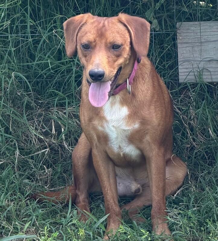 Enlarge Legs, a Adoptable mixed breed in Partlow, VA image 5/6