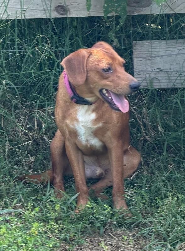 Enlarge Legs, a Adoptable mixed breed in Partlow, VA image 6/6