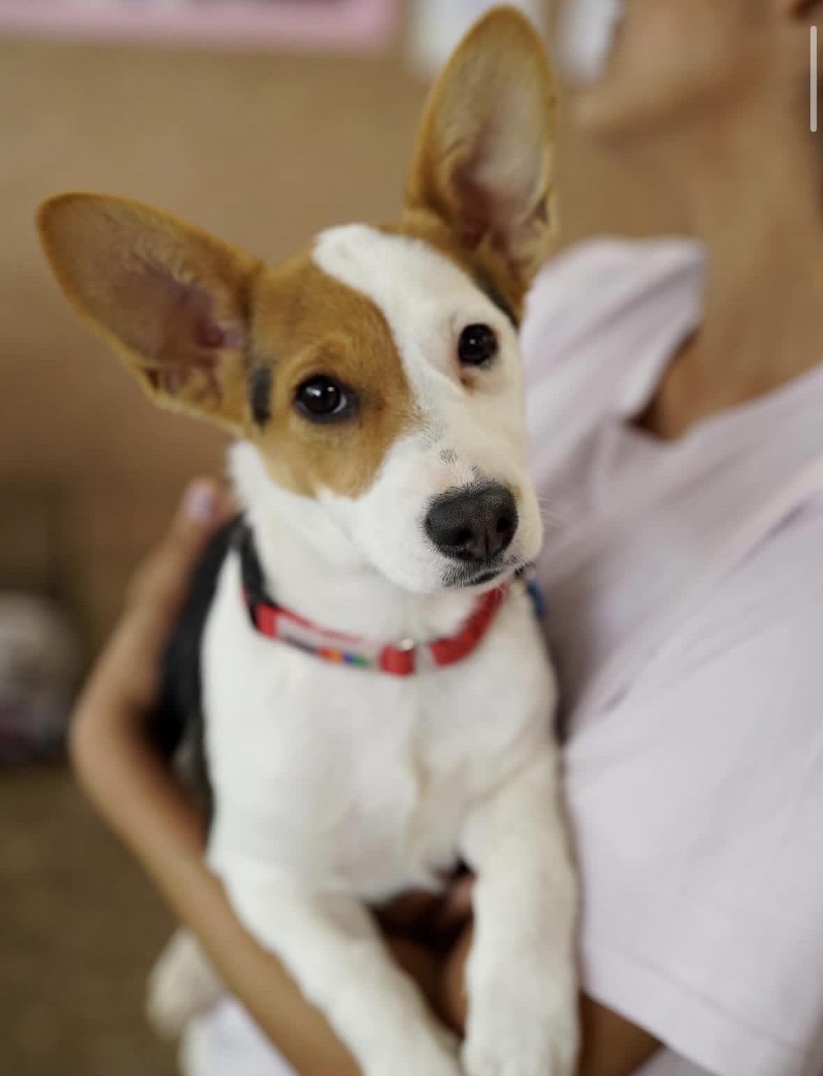 Enlarge McKinley , a ADOPTABLE mixed breed in Pasadena, CA image 1/6