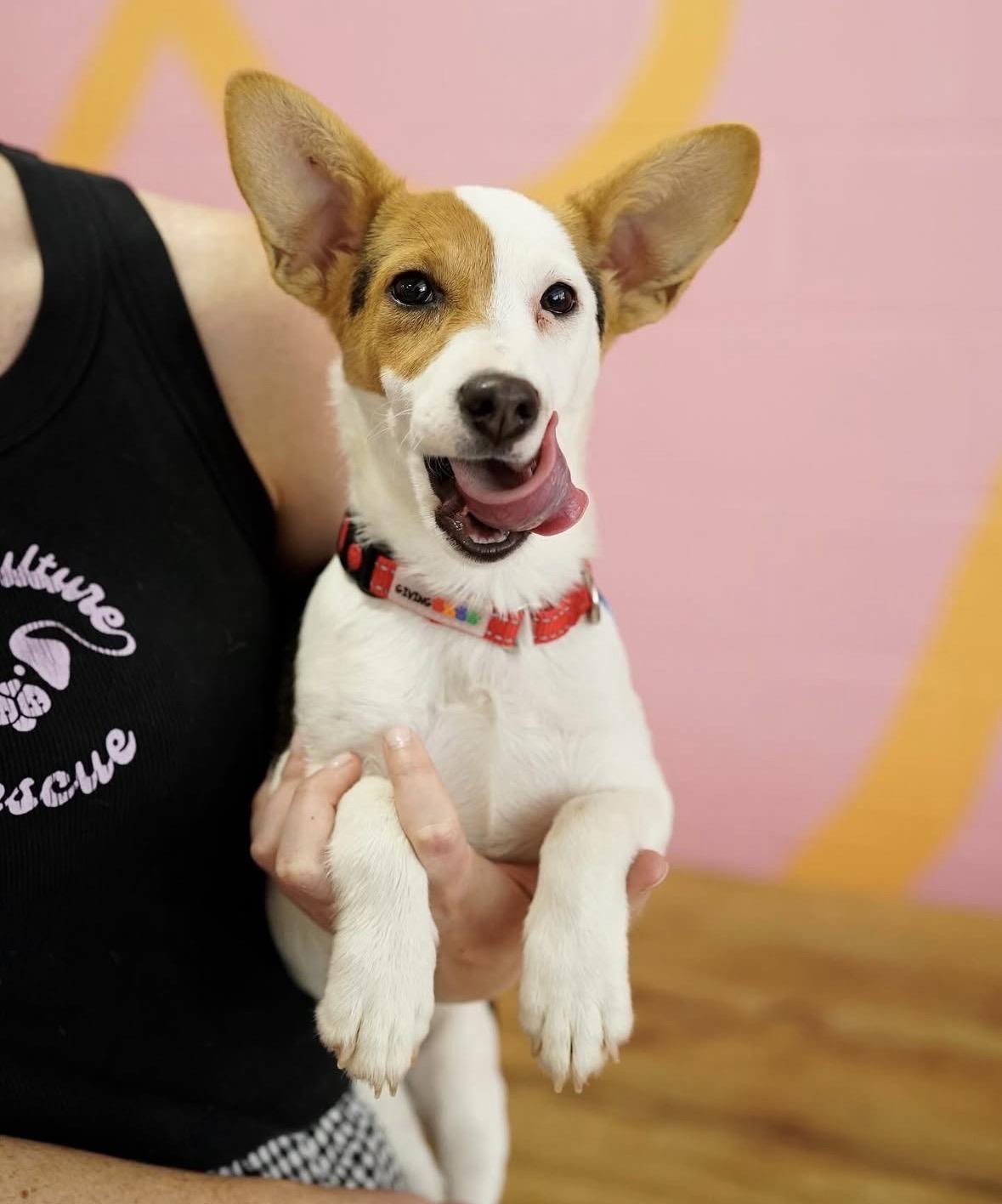 Enlarge McKinley , a ADOPTABLE mixed breed in Pasadena, CA image 4/6