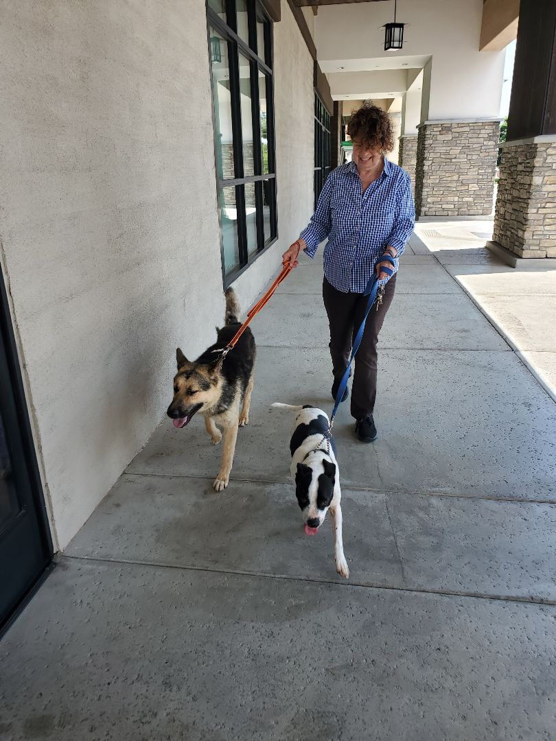 Chance That!! German Shepherd , a Adoptable German Shepherd Dog in Manhattan Beach, CA image 1/6