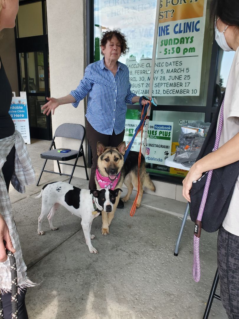 Chance That!! German Shepherd , a Adoptable German Shepherd Dog in Manhattan Beach, CA image 2/6