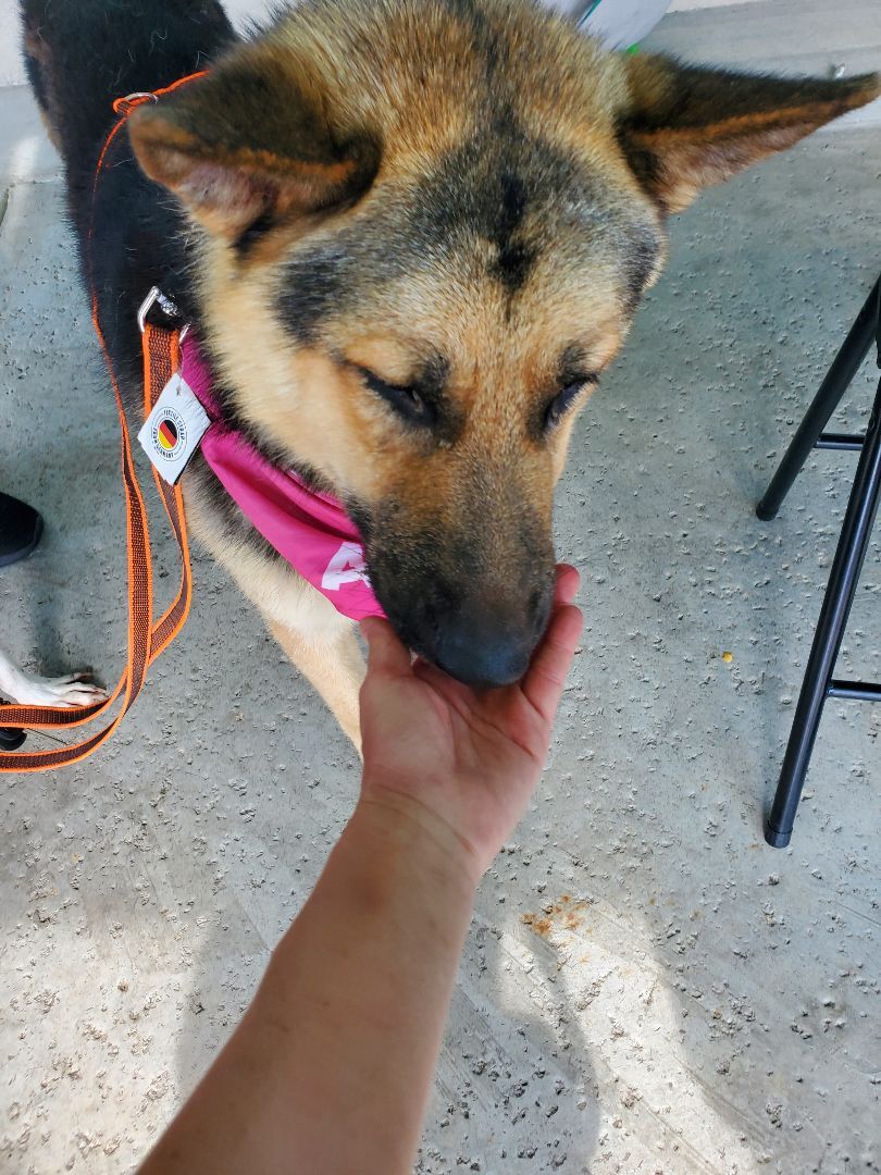Chance That!! German Shepherd