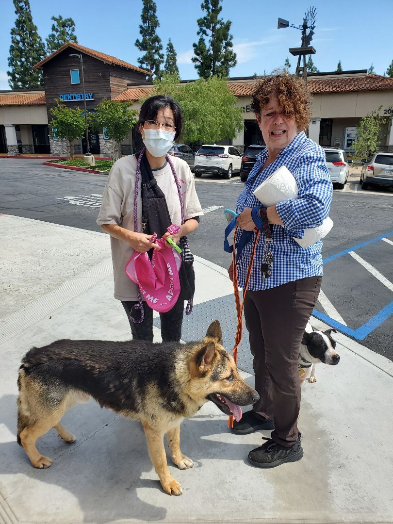 Chance That!! German Shepherd , a Adoptable German Shepherd Dog in Manhattan Beach, CA image 5/6