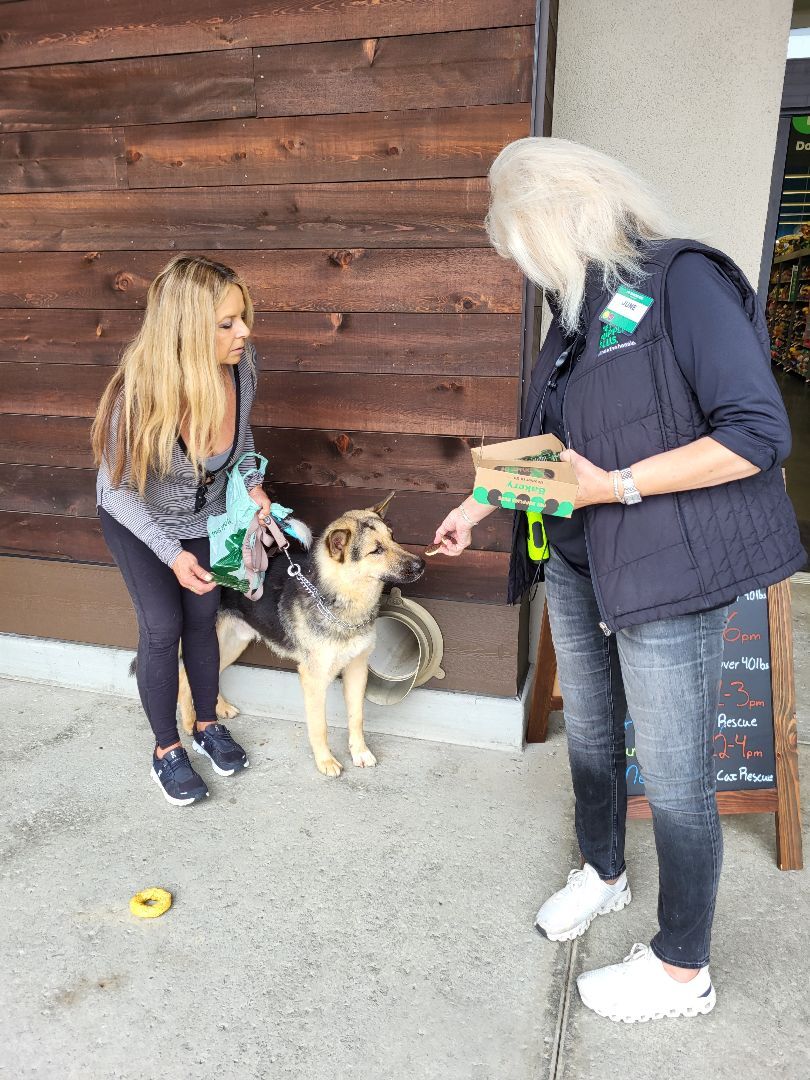 Chance That!! German Shepherd , a Adoptable German Shepherd Dog in Manhattan Beach, CA image 6/6