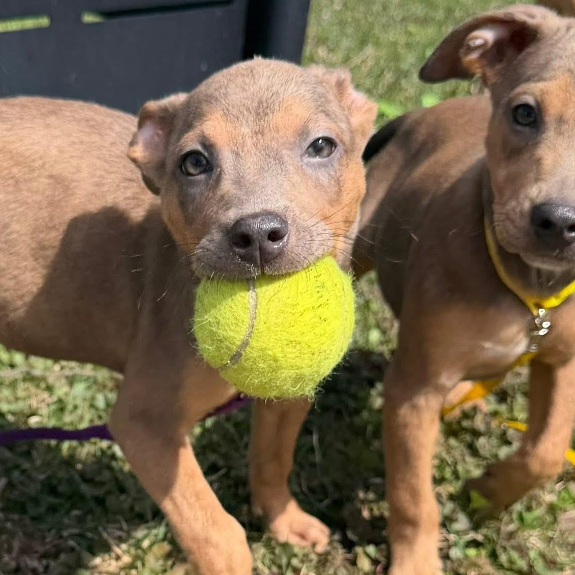 Enlarge Tully the mixed breed puppy, an adopted mixed breed in Muskego, WI image 2/4