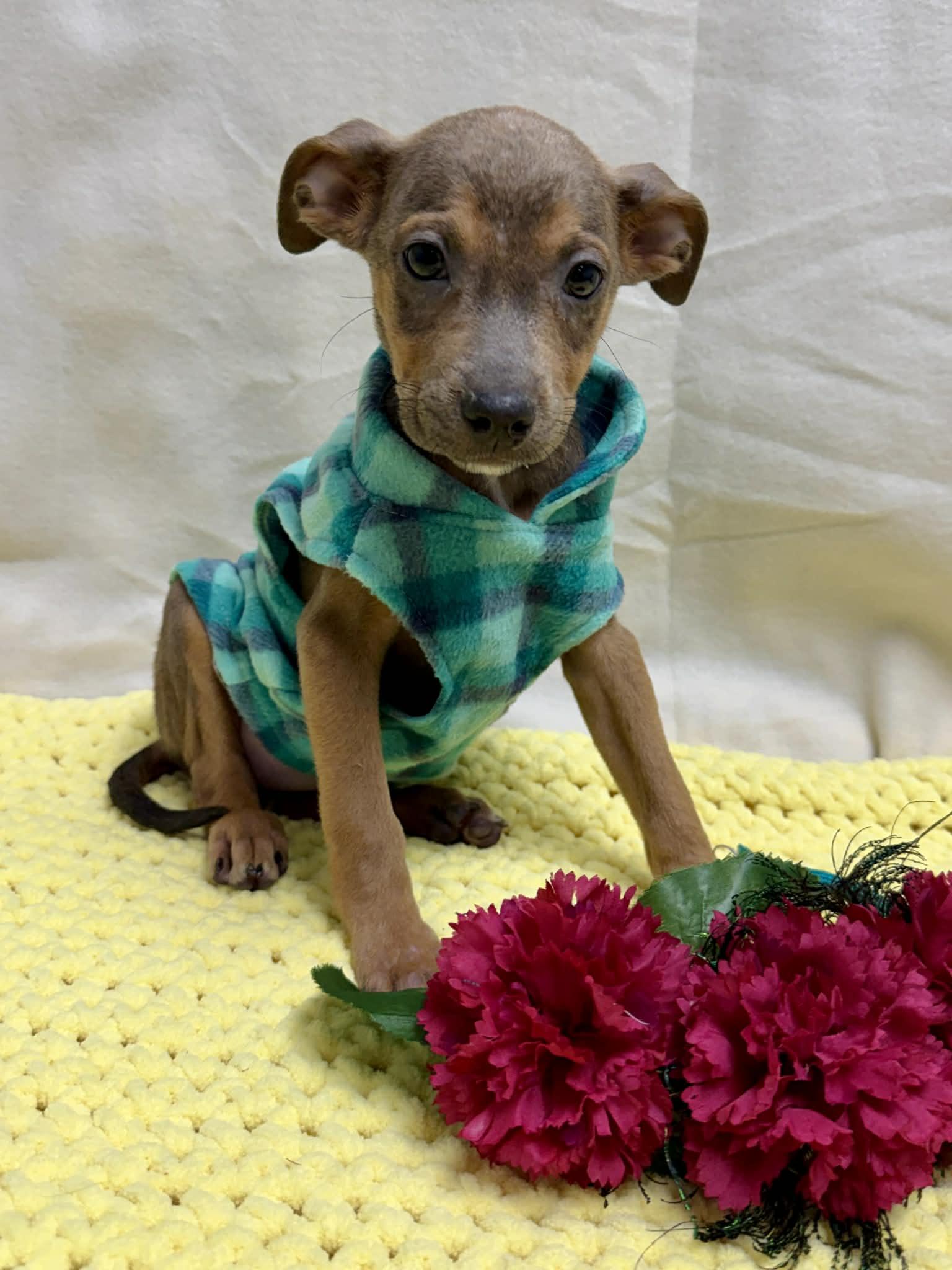 Enlarge Tully the mixed breed puppy, an adopted mixed breed in Muskego, WI image 3/4