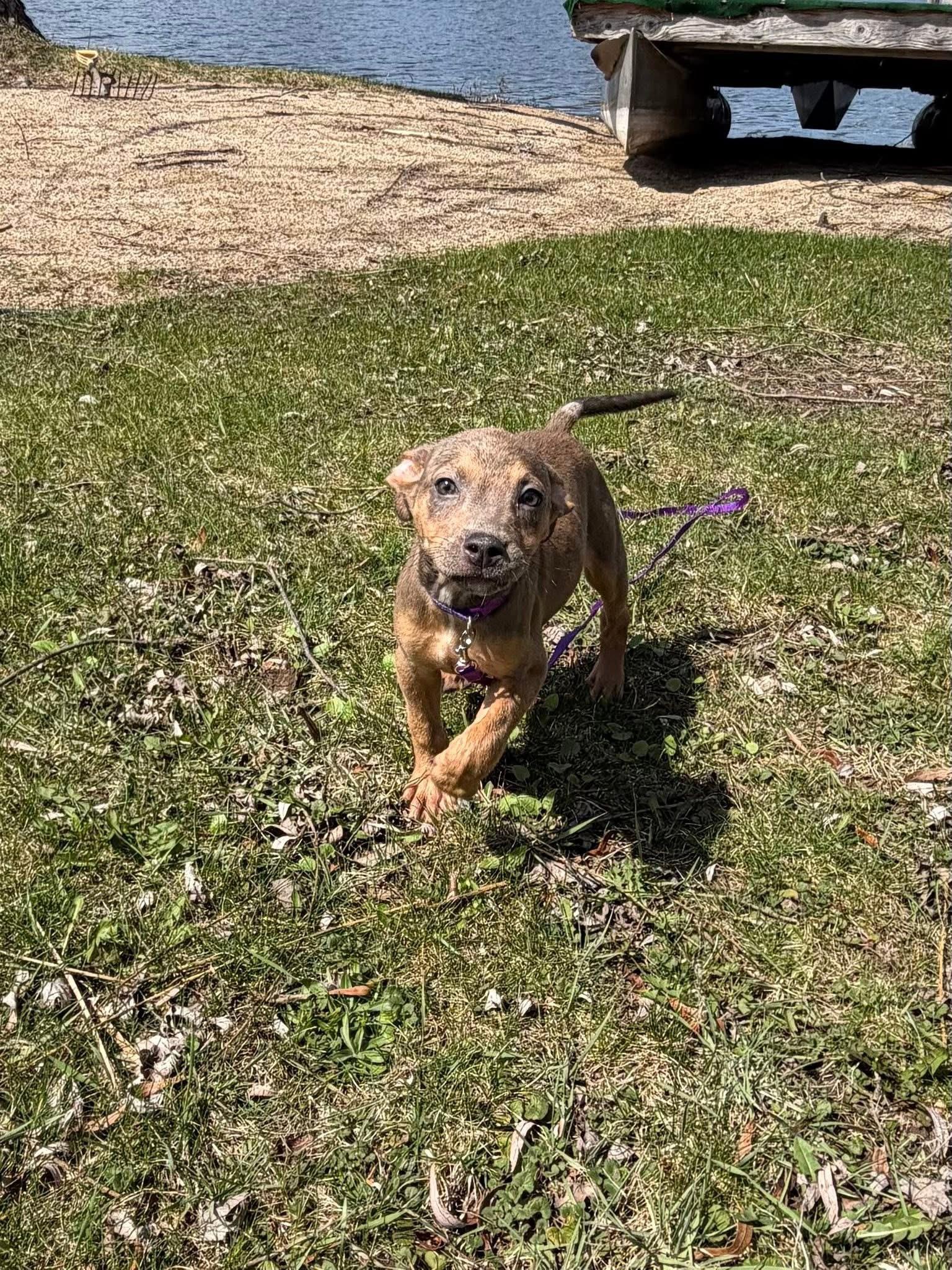 Enlarge Tully the mixed breed puppy, an adopted mixed breed in Muskego, WI image 4/4