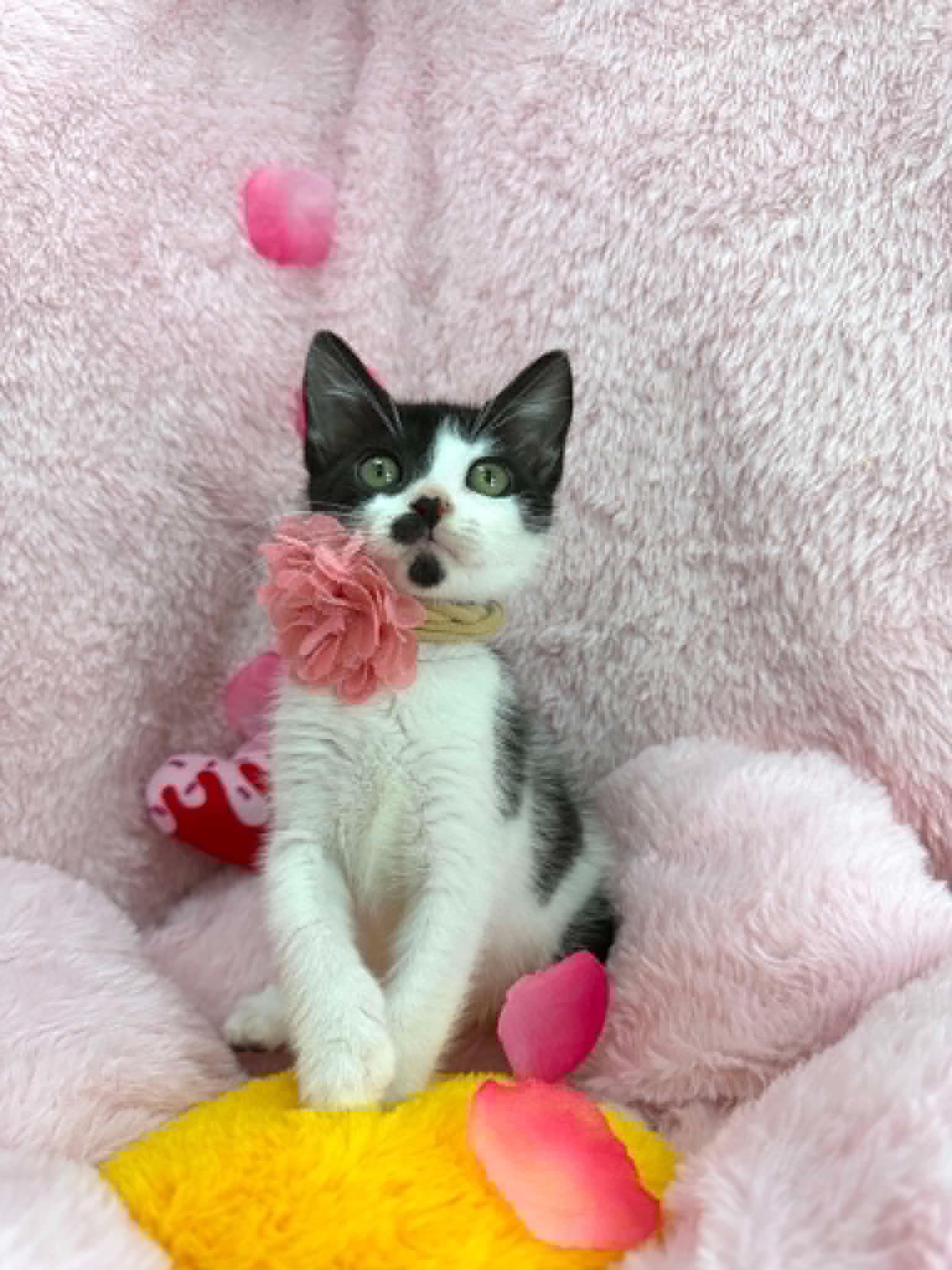 Davina, a Adoptable Domestic Short Hair in Tavares, FL image 1/3