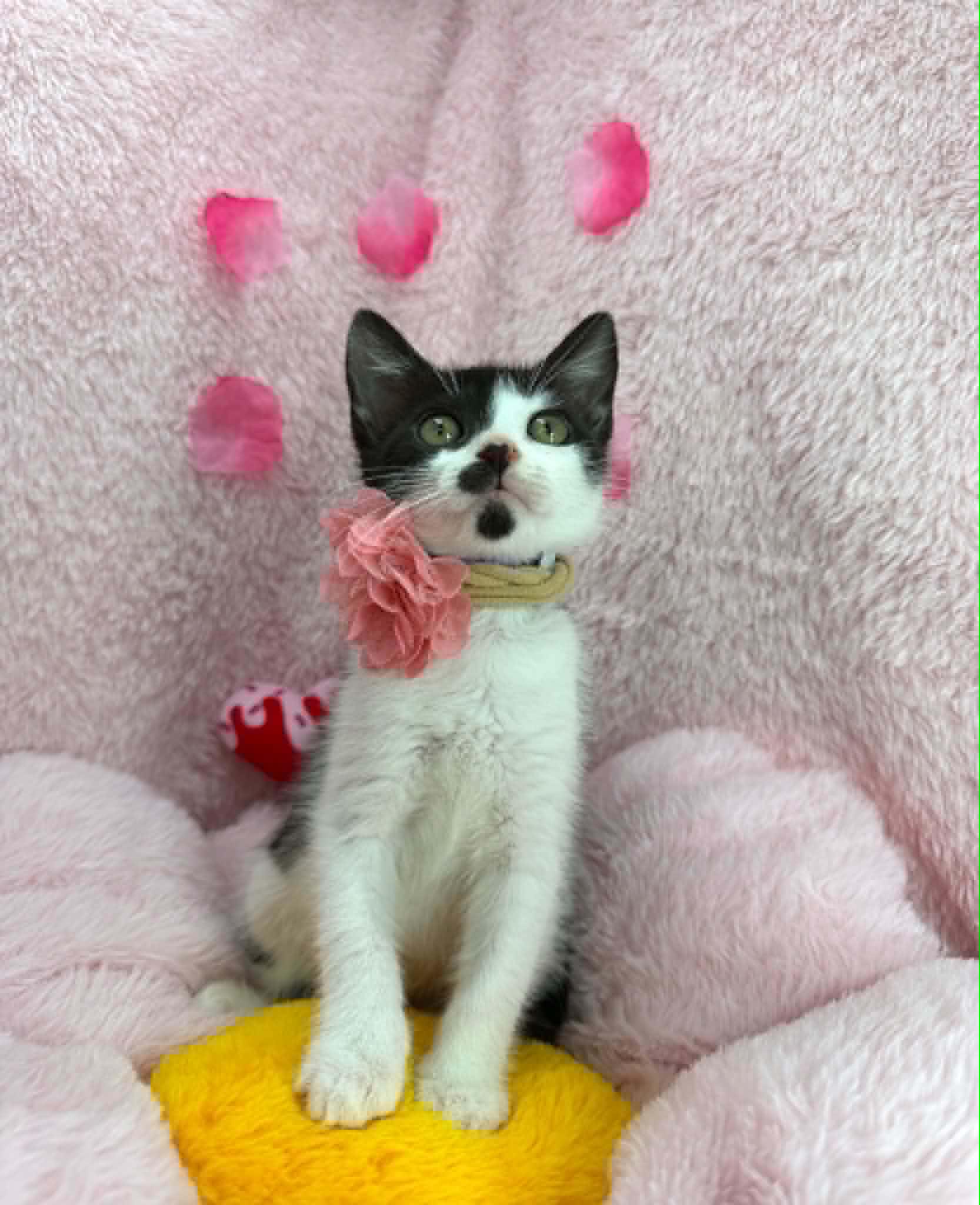 Davina, a Adoptable Domestic Short Hair in Tavares, FL image 3/3