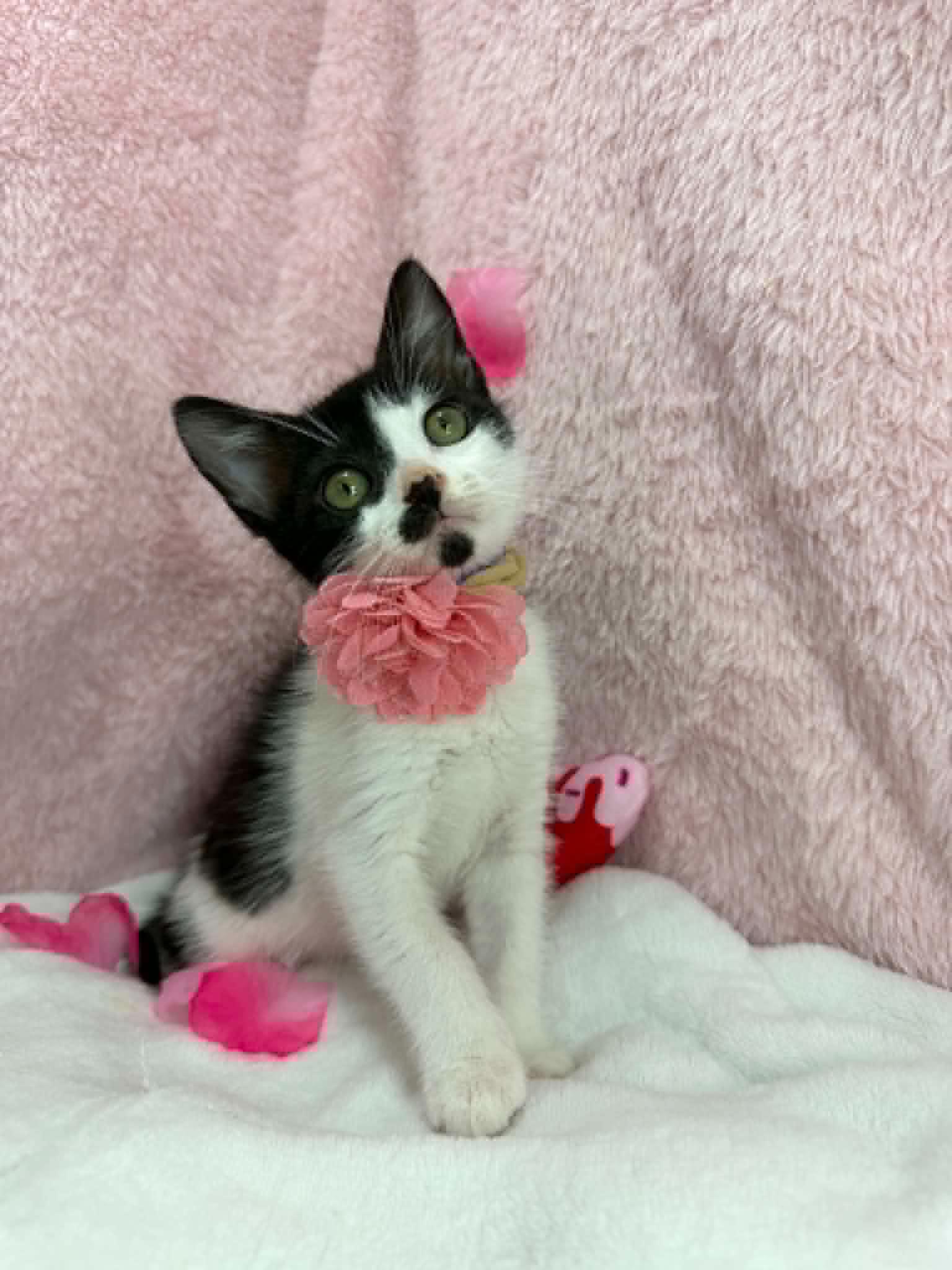 Davina, a Adoptable Domestic Short Hair in Tavares, FL image 2/3
