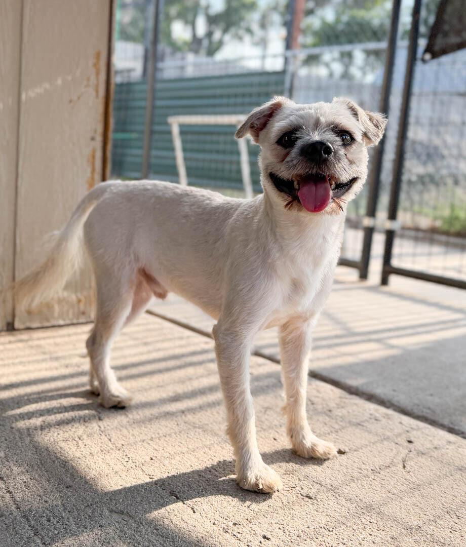 Flurry, Adoptable, Young Male Havanese & Mixed Breed.