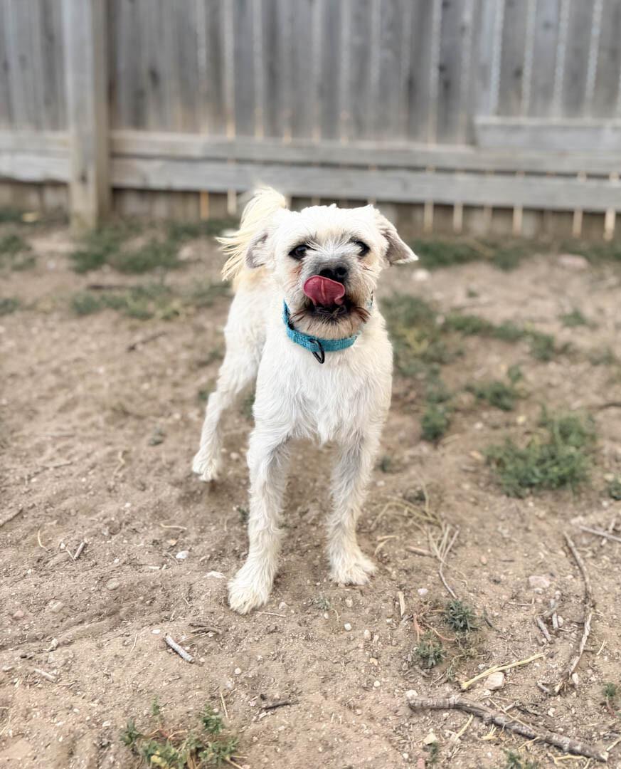 Enlarge Flurry, a Adoptable mixed breed in Windsor, CO image 2/5