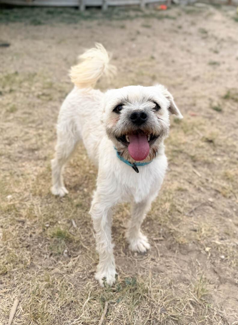 Enlarge Flurry, a Adoptable mixed breed in Windsor, CO image 3/5