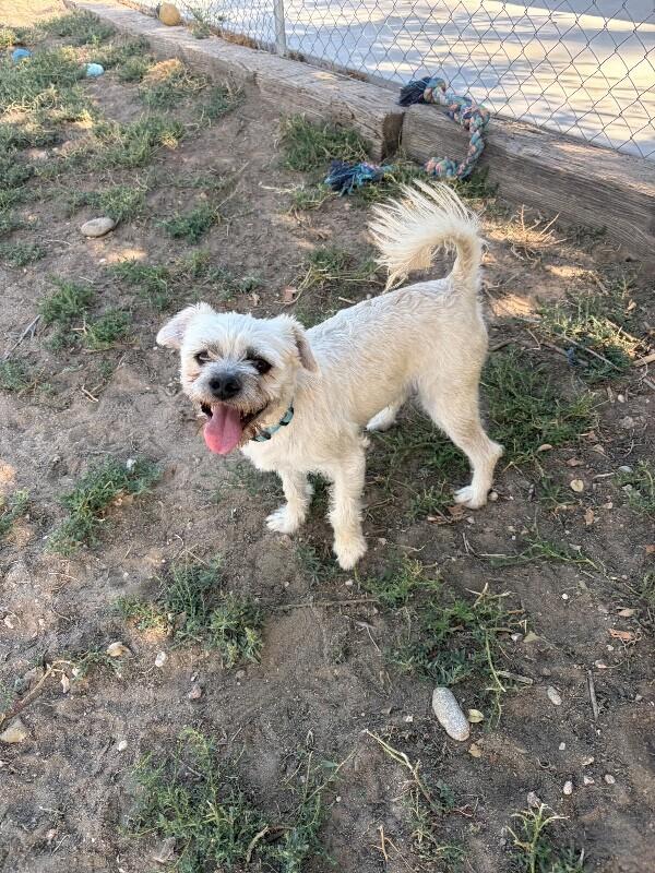 Enlarge Flurry, a Adoptable mixed breed in Windsor, CO image 4/5