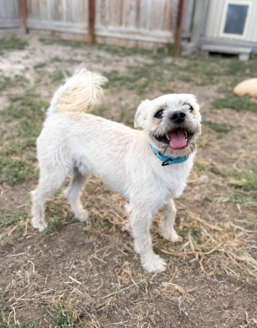Enlarge Flurry, a Adoptable mixed breed in Windsor, CO image 5/5