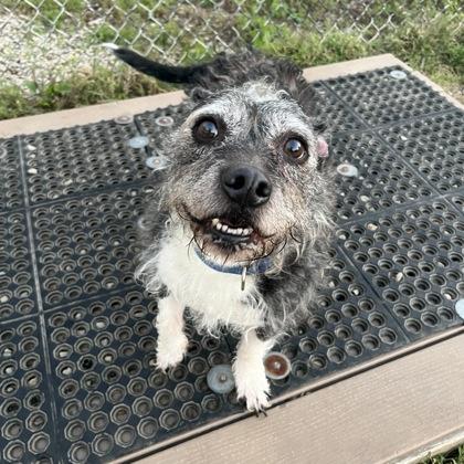 Enlarge Oreo, a Adoptable mixed breed in Dubuque, IA image 1/2