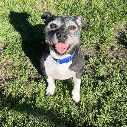 Enlarge Oreo, a Adoptable mixed breed in Dubuque, IA image 2/2