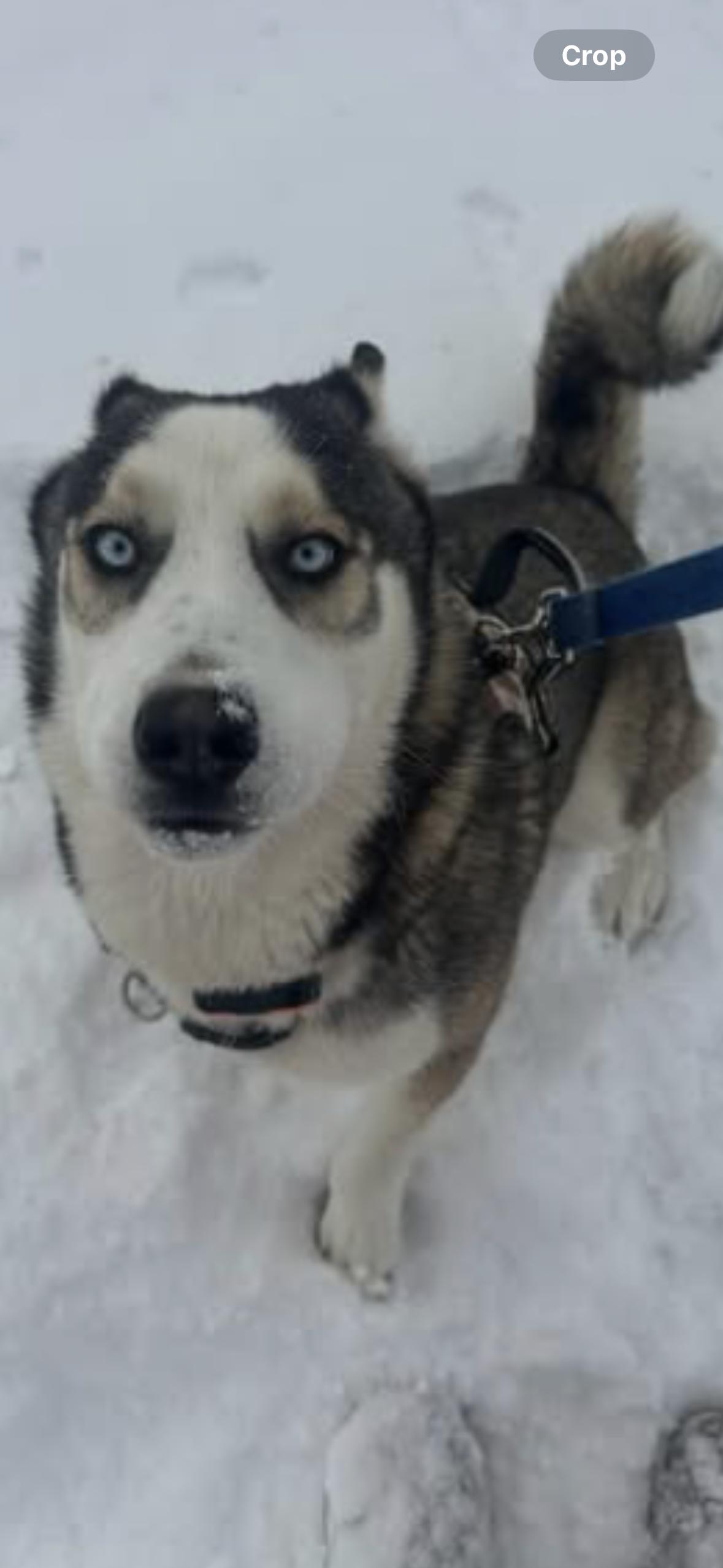 Enlarge Charlie , a ADOPTABLE Husky in York, PA image 2/2