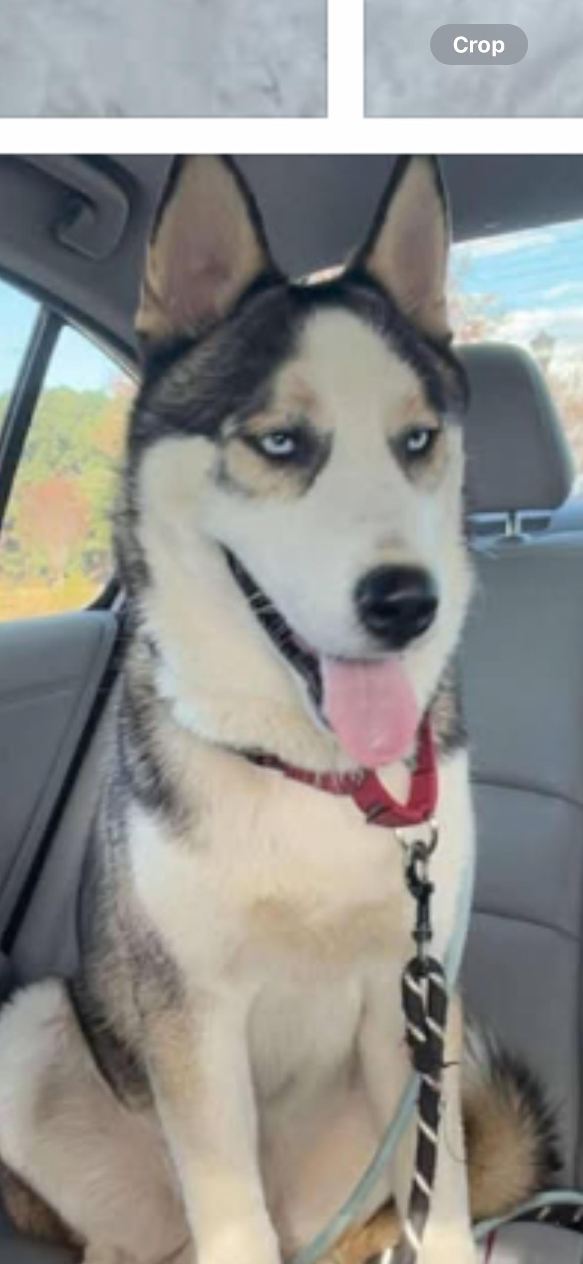 Enlarge Charlie , a ADOPTABLE Husky in York, PA image 1/2