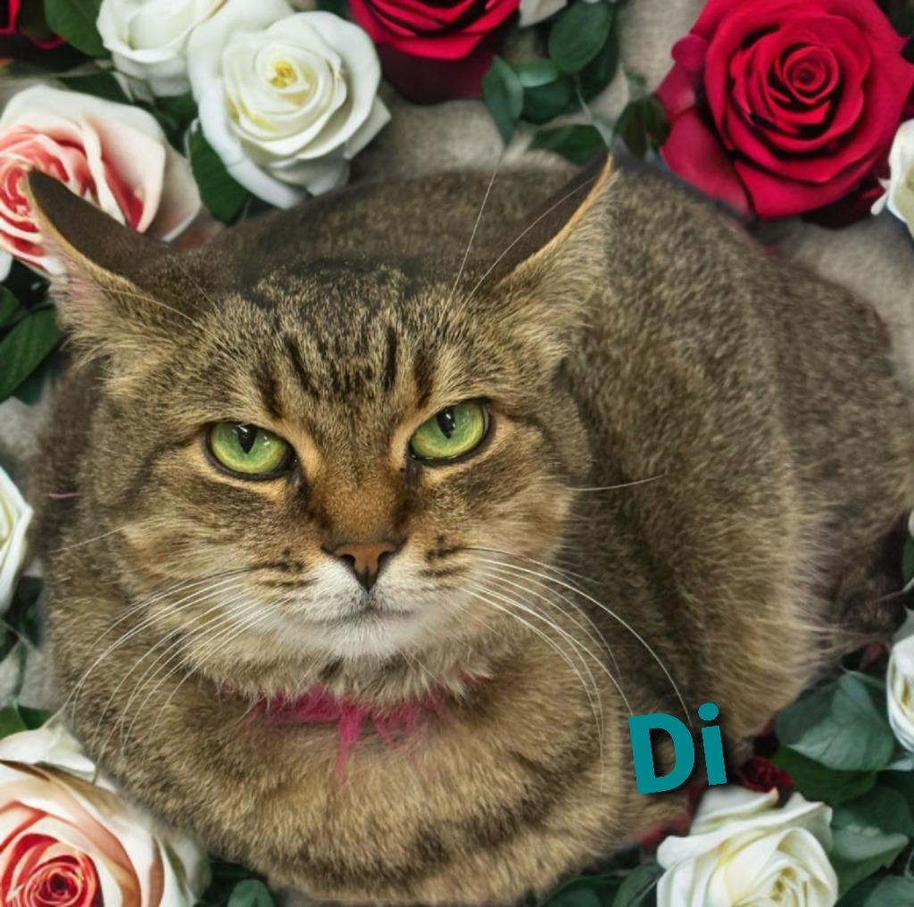 Di, Adoptable, Senior Female Domestic Short Hair.