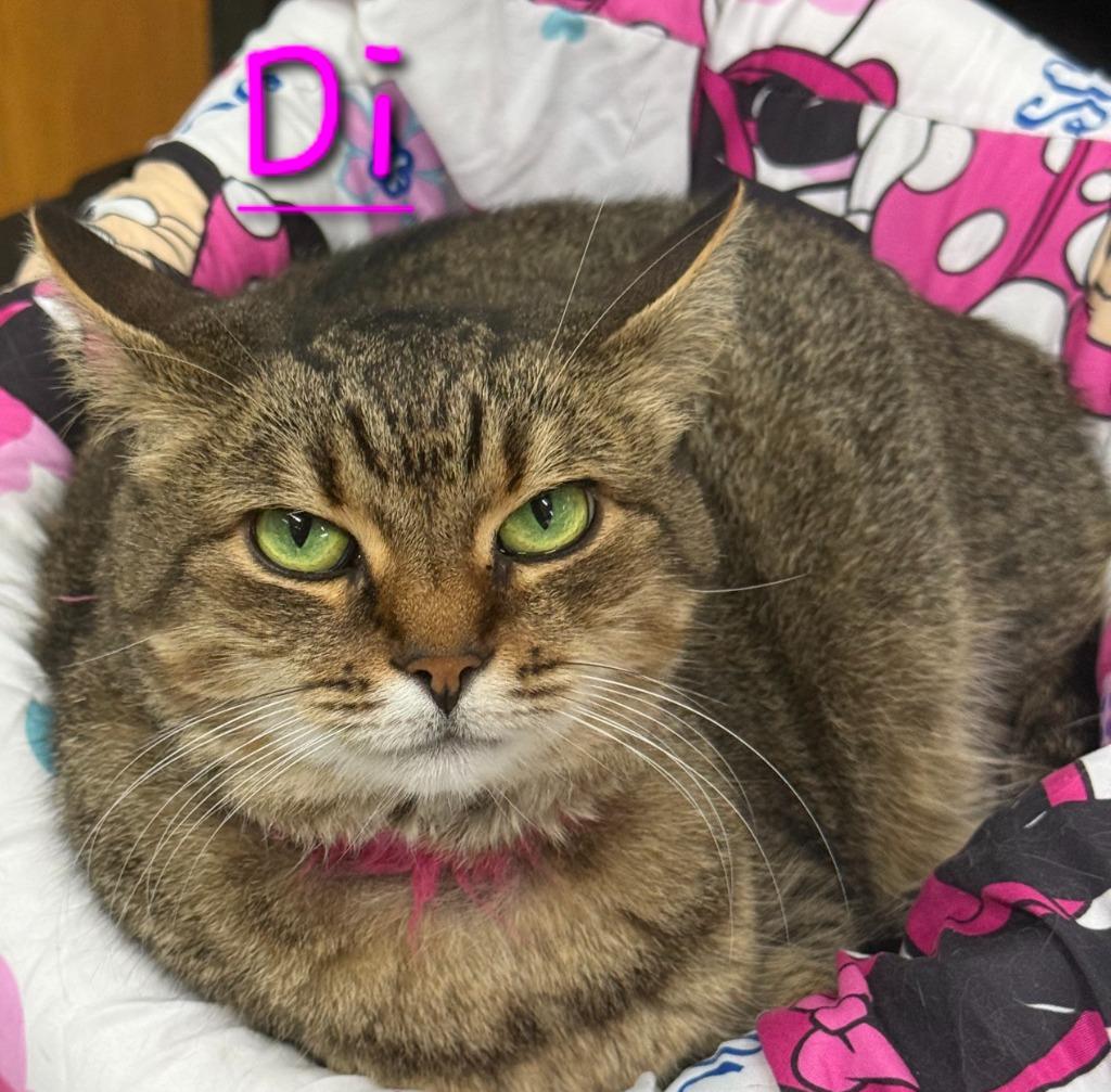 Di, a Adoptable mixed breed in Jim Thorpe, PA image 2/2