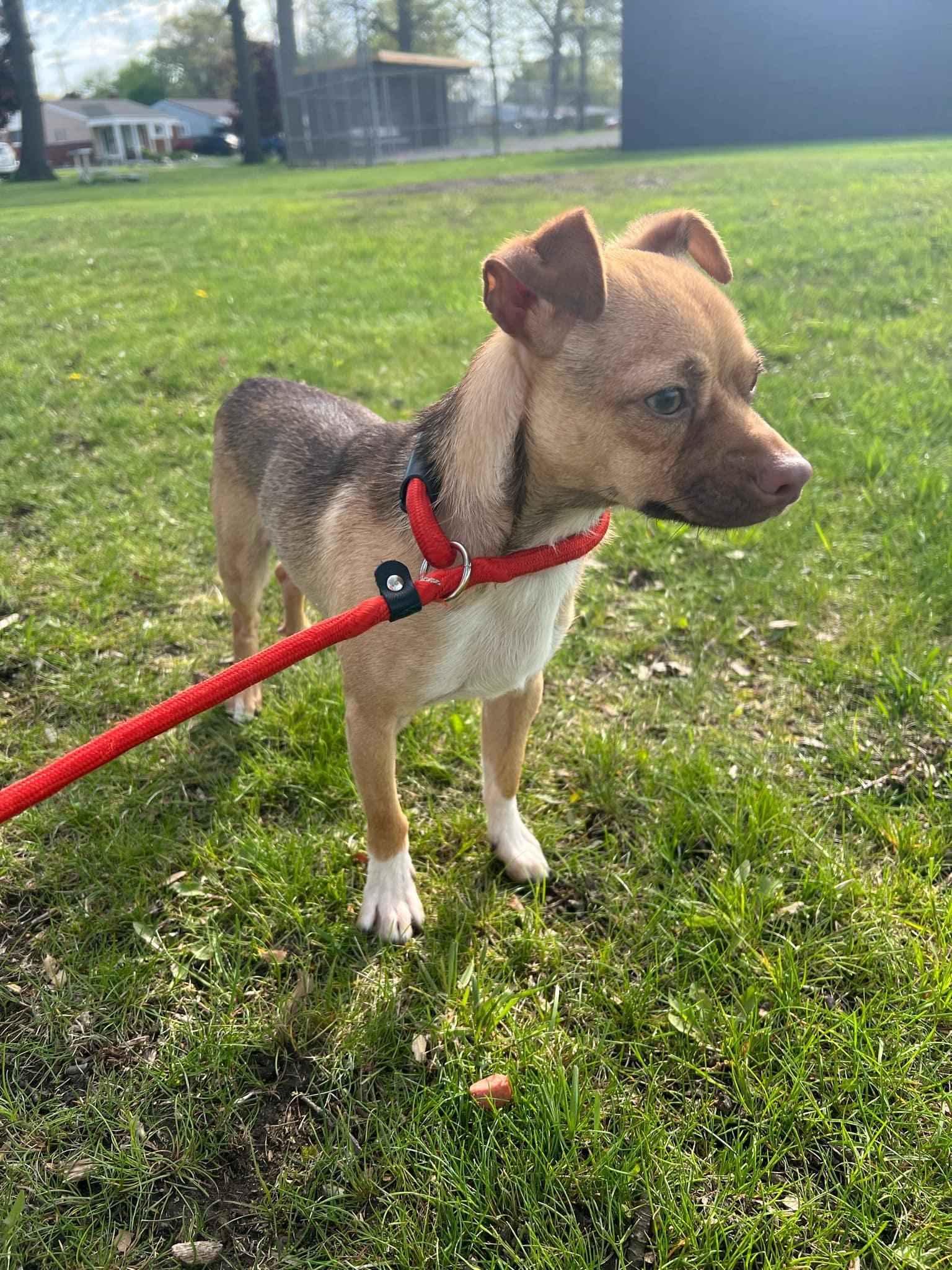 Pancho, Young Male unknown