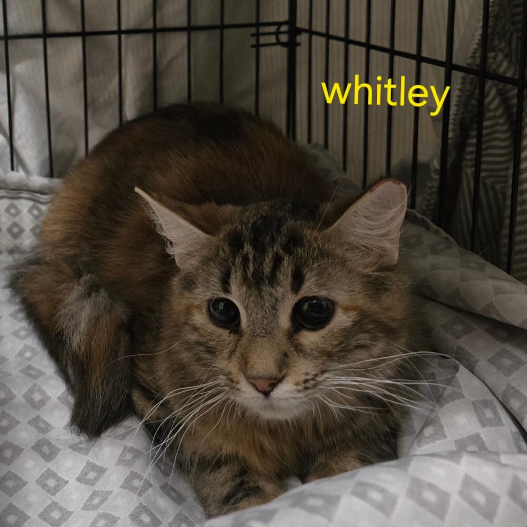 Whitley, Adoptable, Young Female Domestic Long Hair.