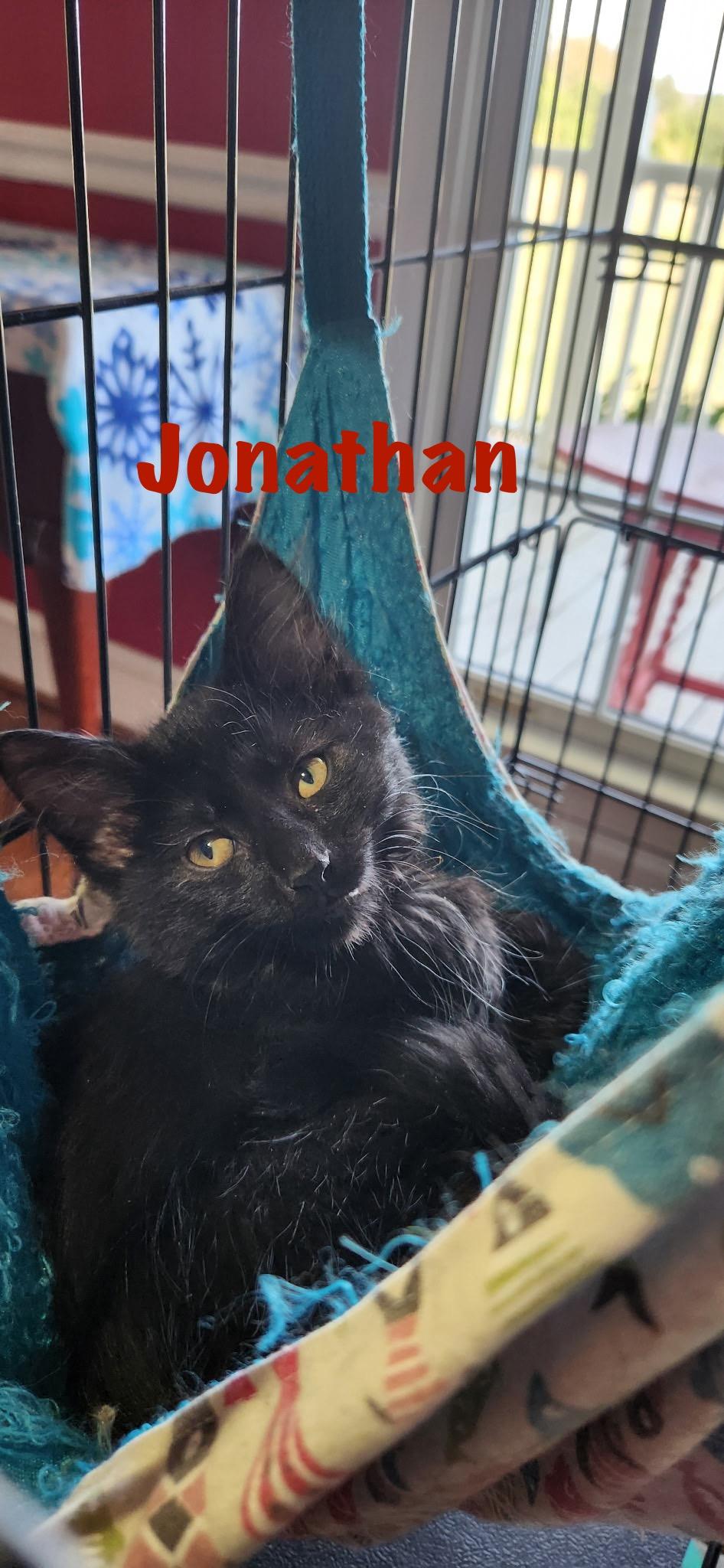 Jonathan, Adoptable, Kitten Male Domestic Long Hair.