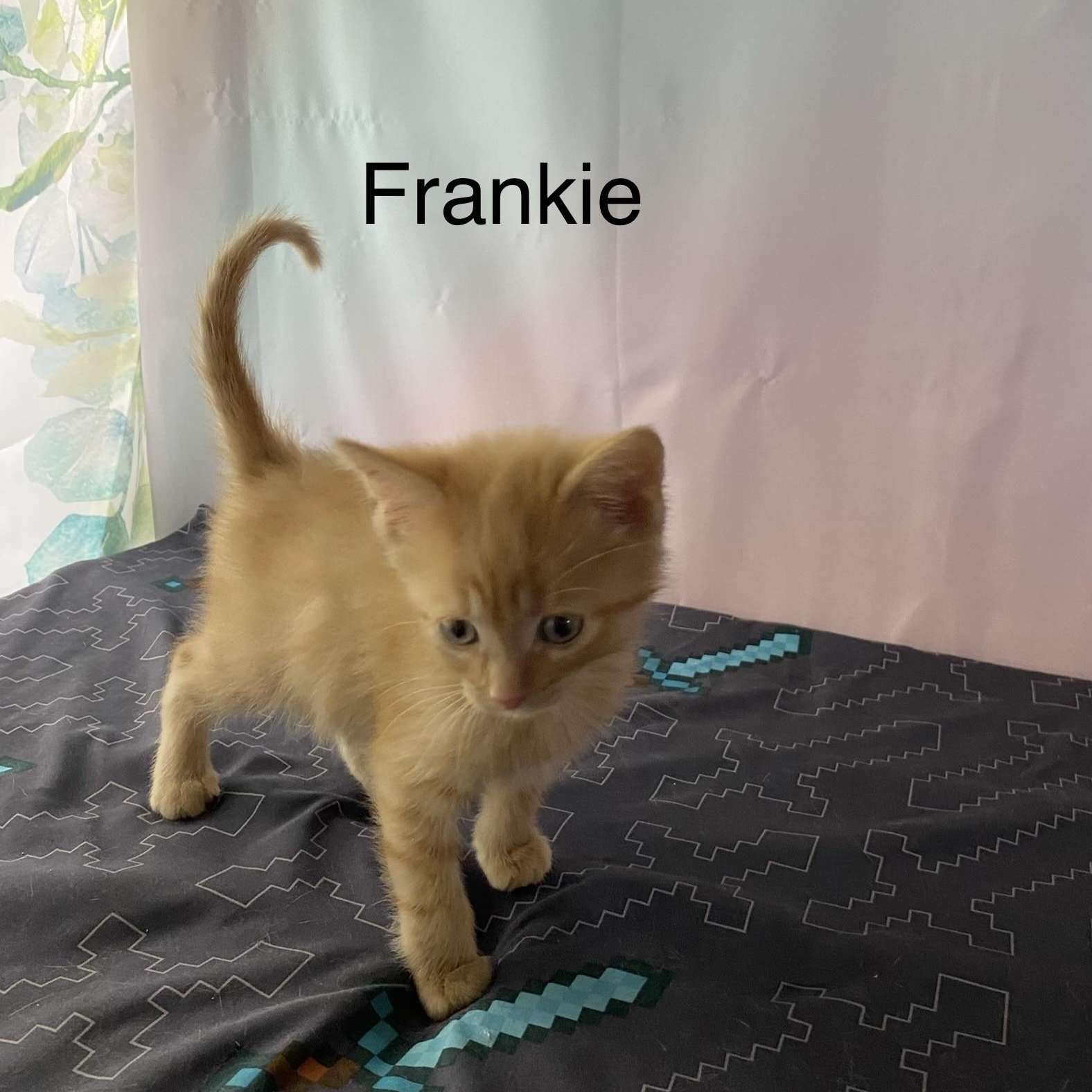 Frankie, an adopted Domestic Medium Hair in Macomb, MI image 1/2