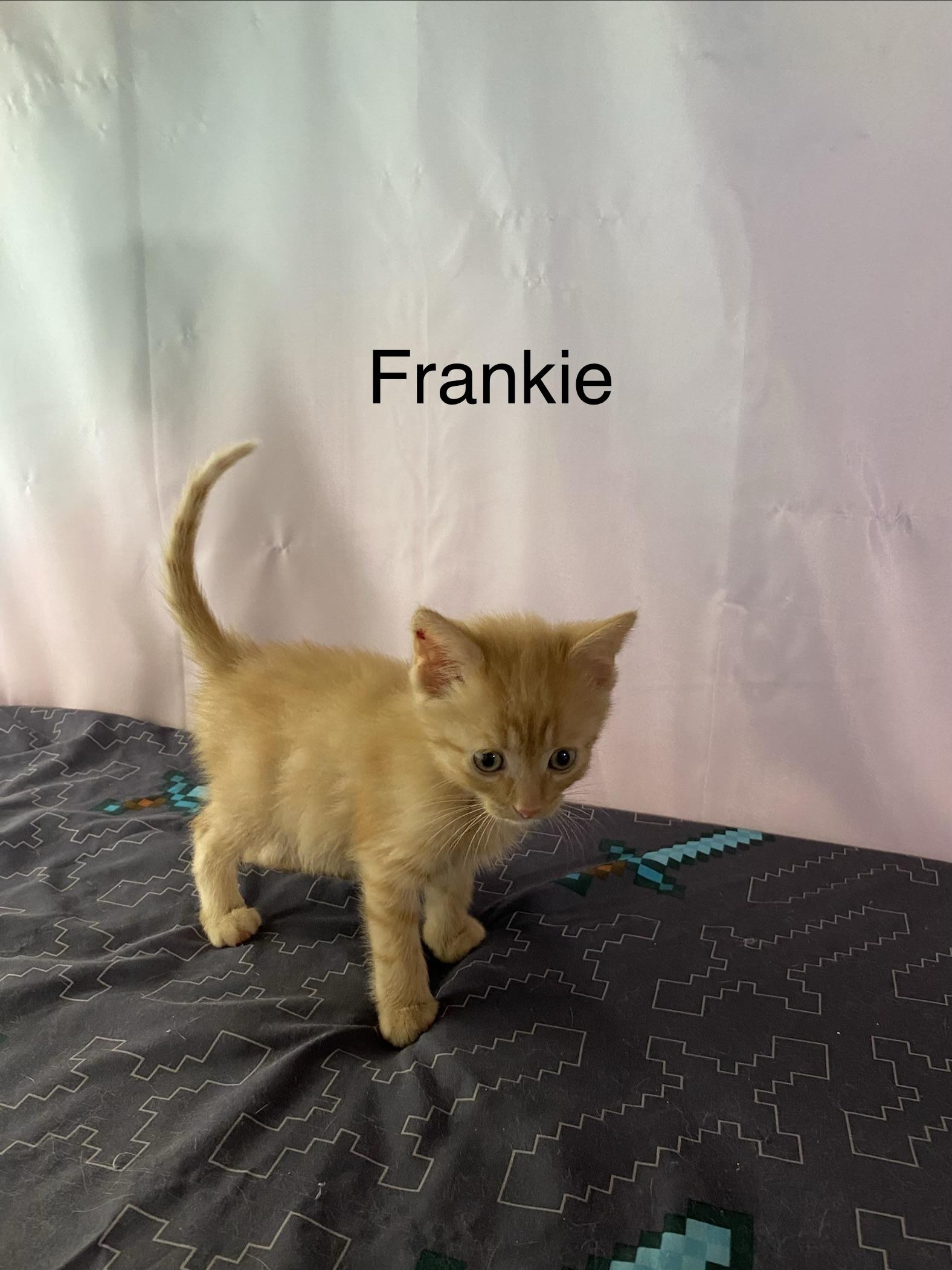 Frankie, an adopted Domestic Medium Hair in Macomb, MI image 2/2