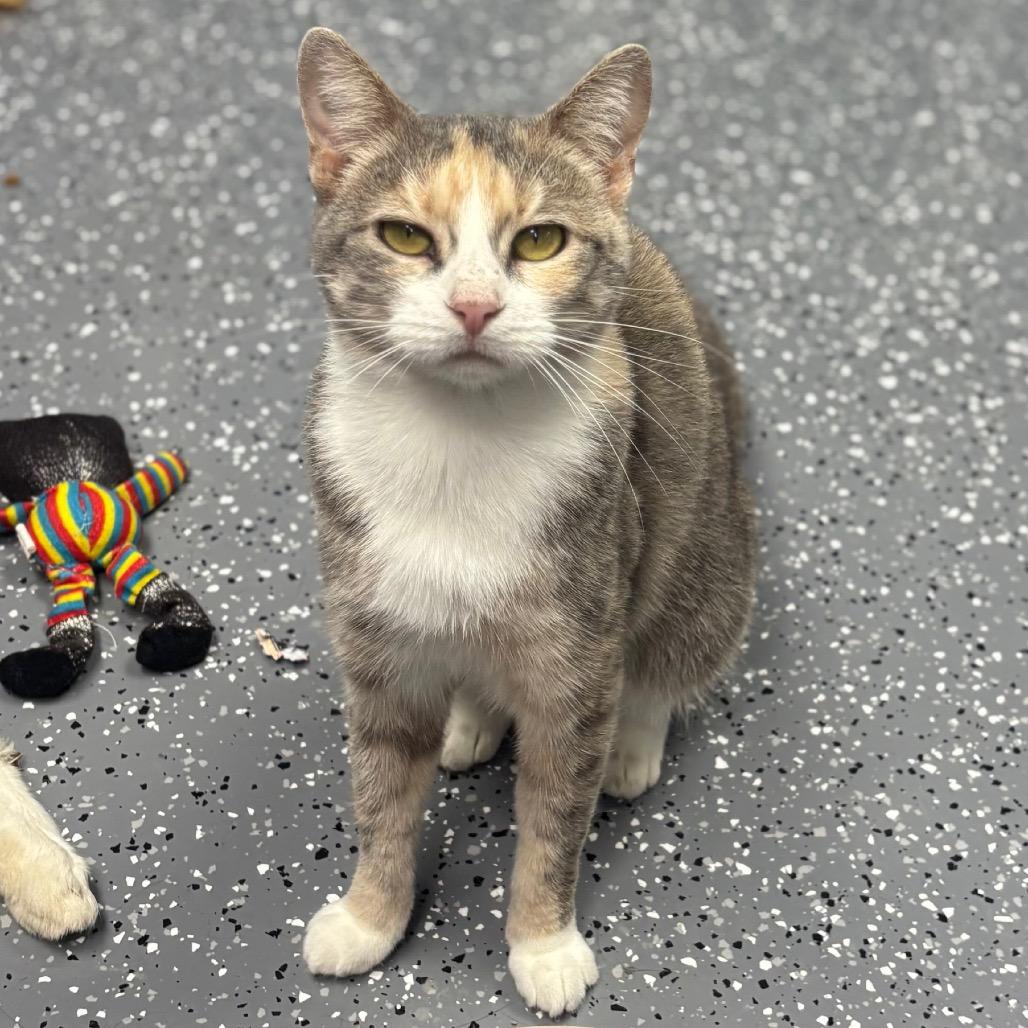Athena, Adoptable, Adult Female Domestic Short Hair.