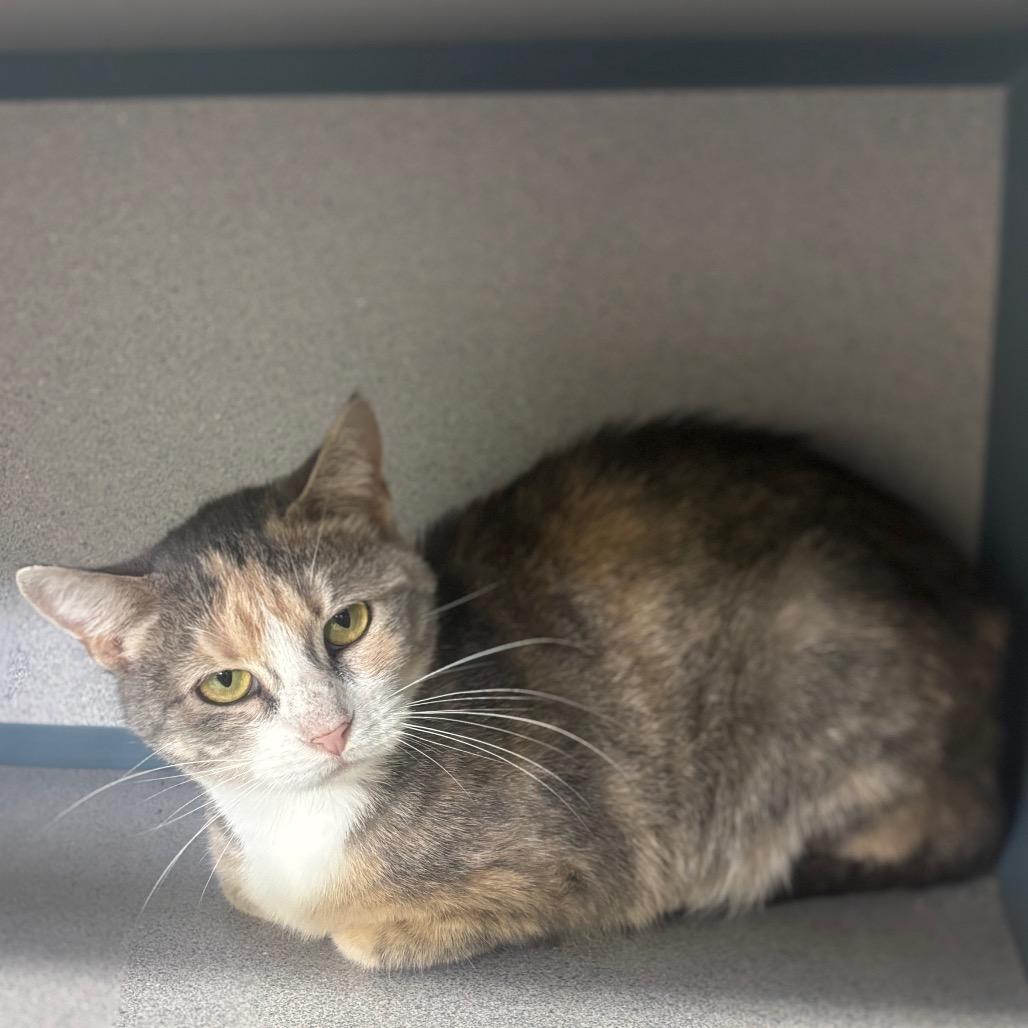 Enlarge Athena, a Adoptable Domestic Short Hair in Marshalltown, IA image 2/4