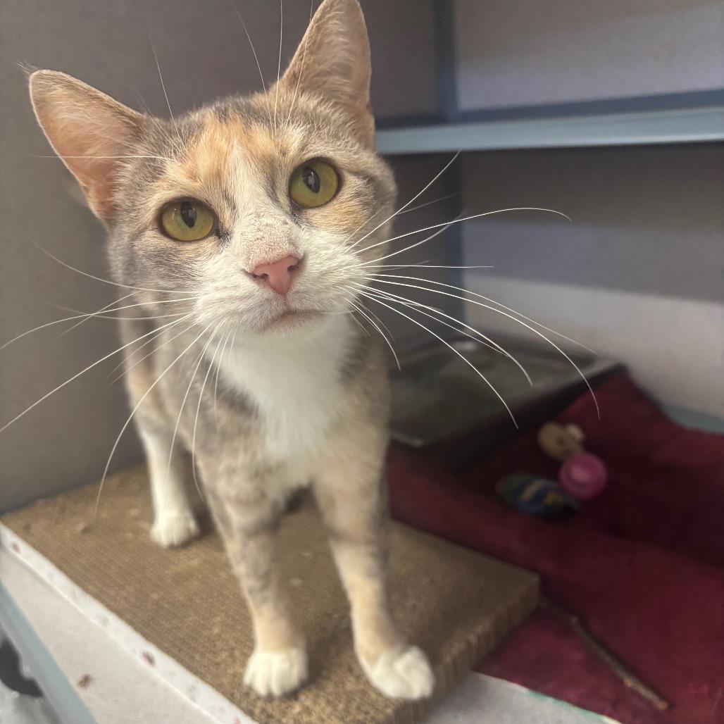Enlarge Athena, a Adoptable Domestic Short Hair in Marshalltown, IA image 3/4