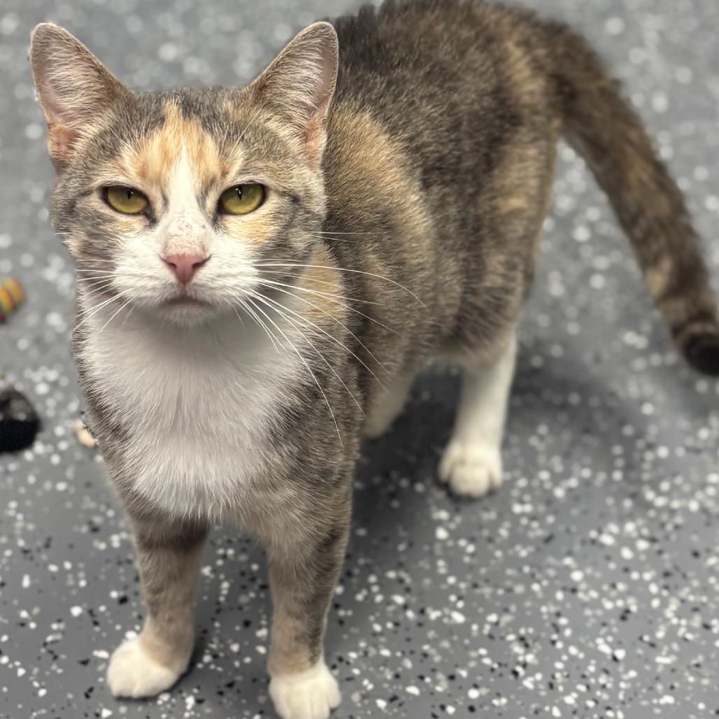 Enlarge Athena, a Adoptable Domestic Short Hair in Marshalltown, IA image 4/4