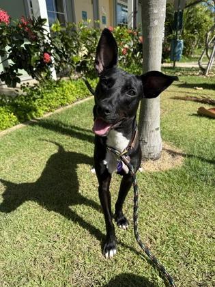 Jet, Adoptable, Adult Male Mixed Breed & Whippet.