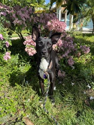 Enlarge Jet, a Adoptable mixed breed in Honolulu, HI image 2/3