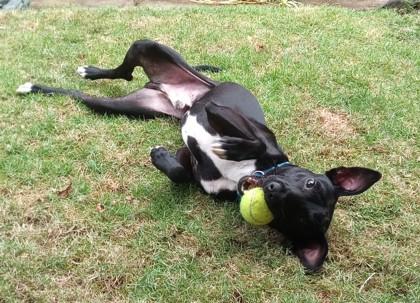 Enlarge Jet, a Adoptable mixed breed in Honolulu, HI image 3/3