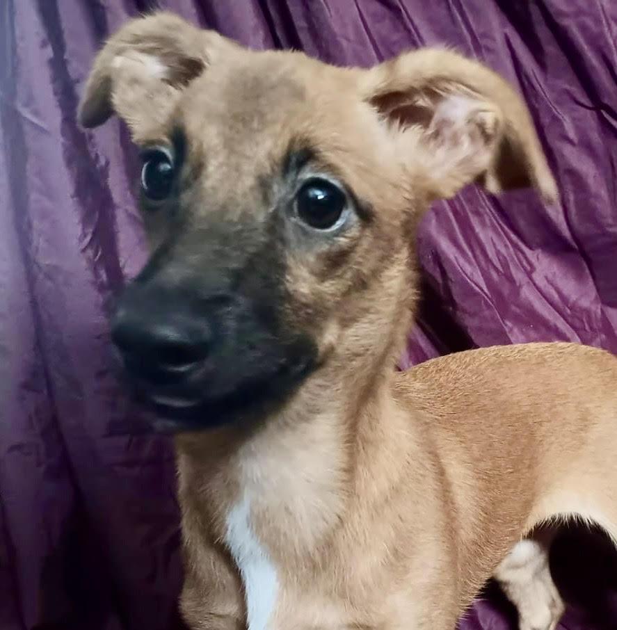 Enlarge Yuri, a Adopted Shepherd in Lake Hopatcong, NJ image 1/2