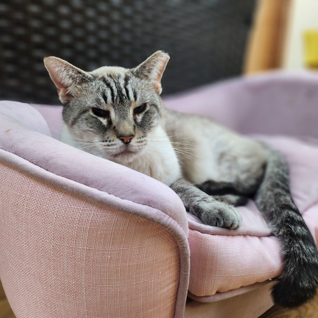 Enlarge Otis, a Adoptable Siamese in Whittier, CA image 1/17