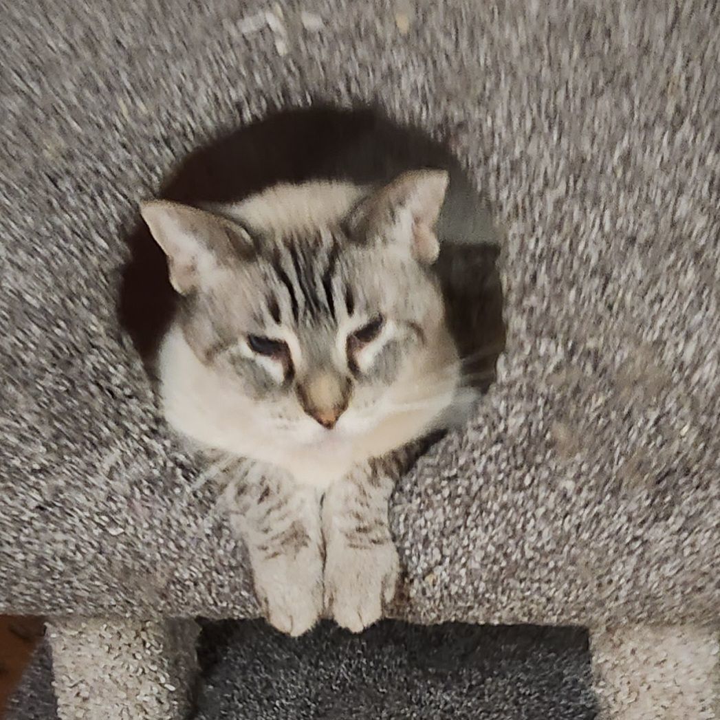 Otis, an adoptable Siamese in Whittier, CA, 90605 | Photo Image 3