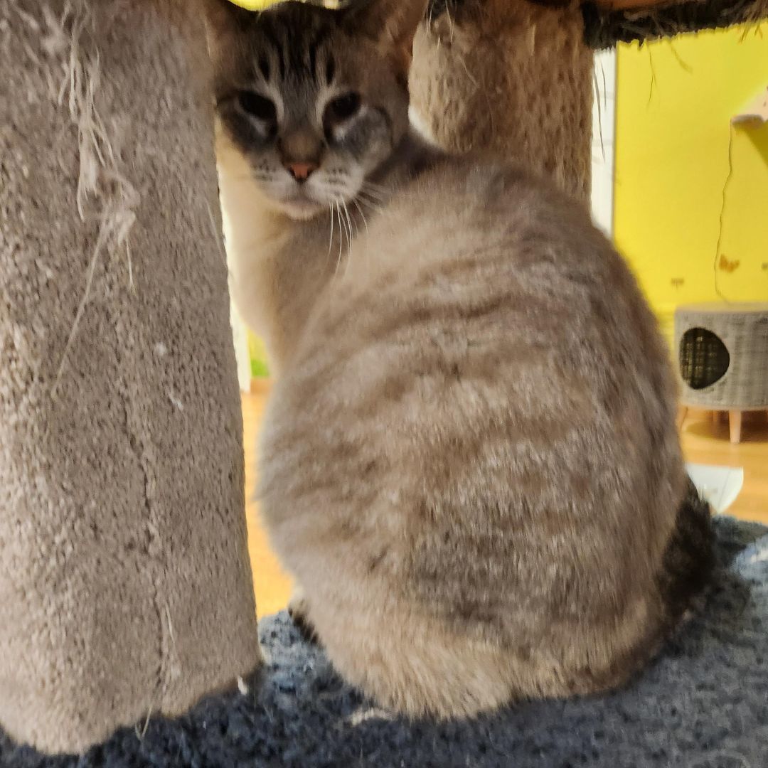 Otis, an adoptable Siamese in Whittier, CA, 90605 | Photo Image 4