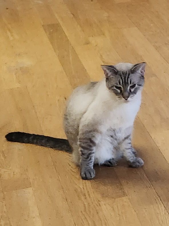 Enlarge Otis, a Adoptable Siamese in Whittier, CA image 4/17