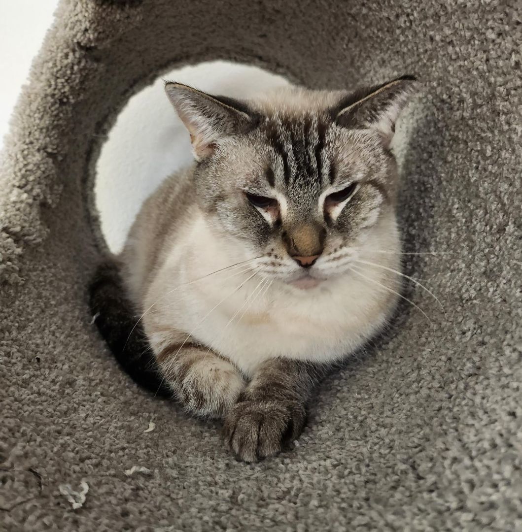 Enlarge Otis, a Adoptable Siamese in Whittier, CA image 5/17