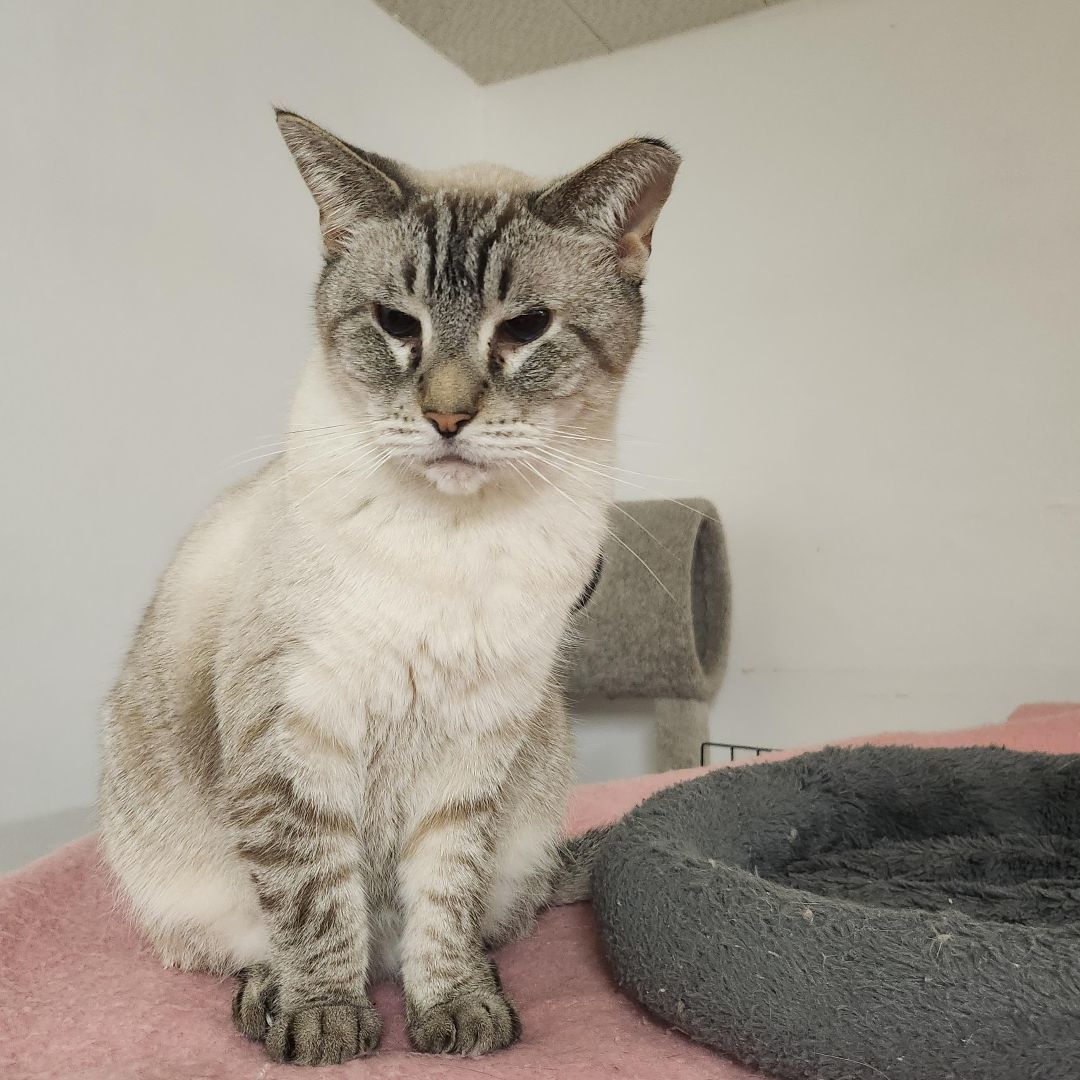 Enlarge Otis, a Adoptable Siamese in Whittier, CA image 6/17