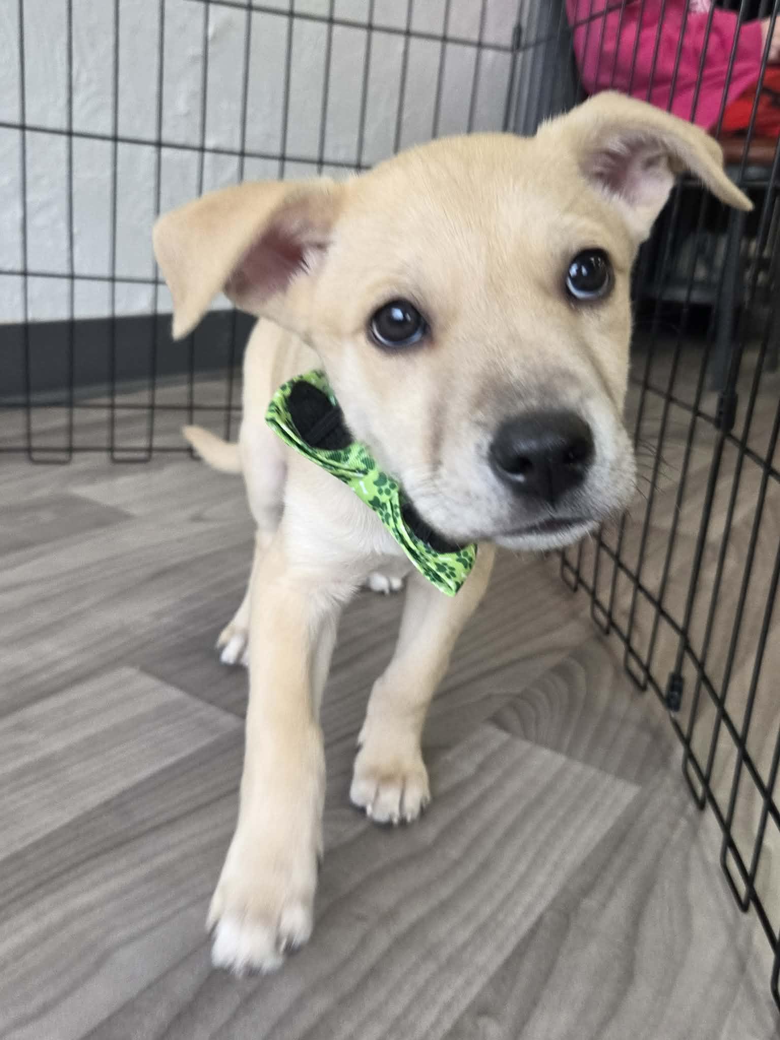 Artemis the heeler mix puppy, a Adoptable mixed breed in Muskego, WI image 4/5
