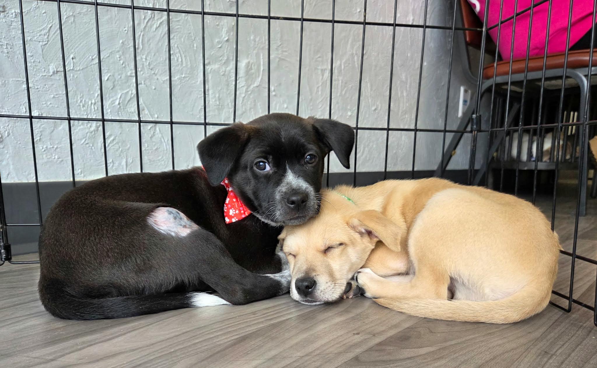 Artemis the heeler mix puppy, a Adoptable mixed breed in Muskego, WI image 5/5